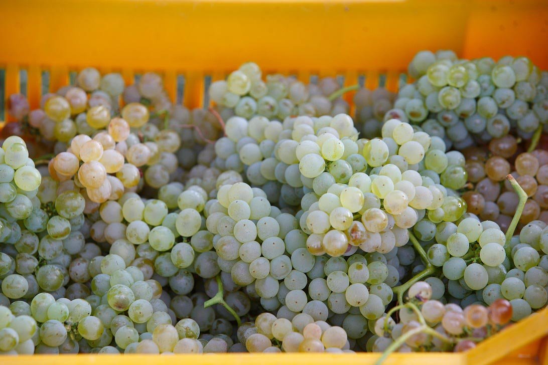 Cantina Rocca del Principe