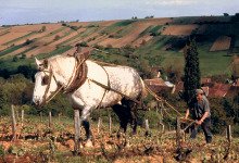 Cantina Roger et Didier Raimbault