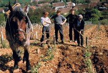 Domaine Roger et Didier Raimbault