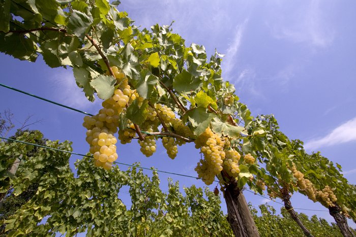 Cantina Venica & Venica