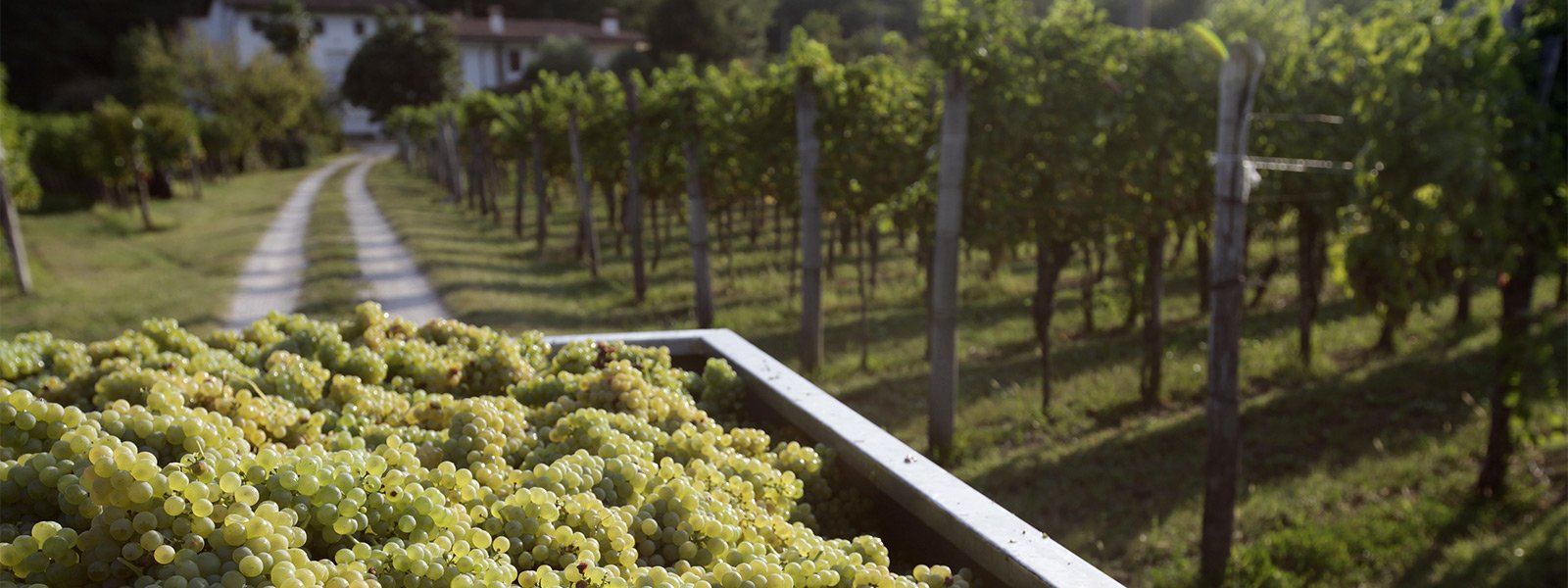 Cantina Ronco dei Tassi