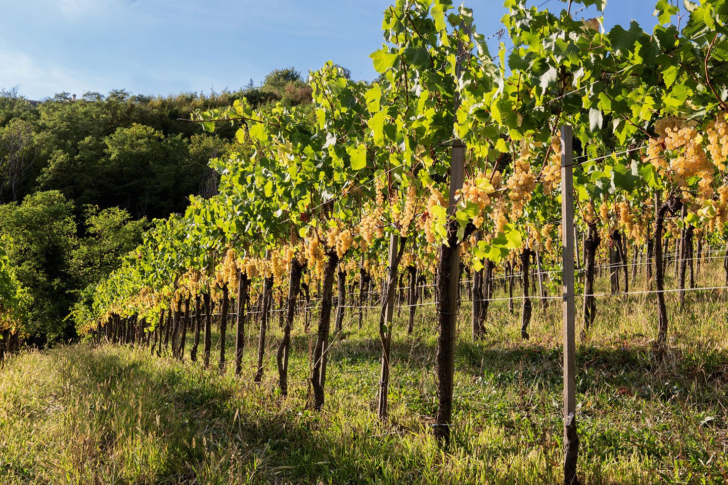 Cantina Draga Miklus