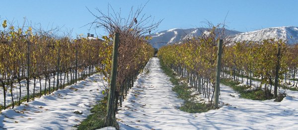 Cantina Torre dei Beati