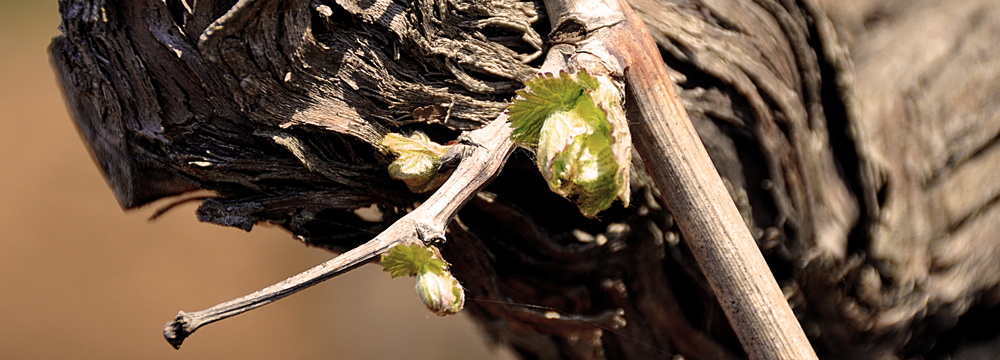 Cantina Gianfranco Fino